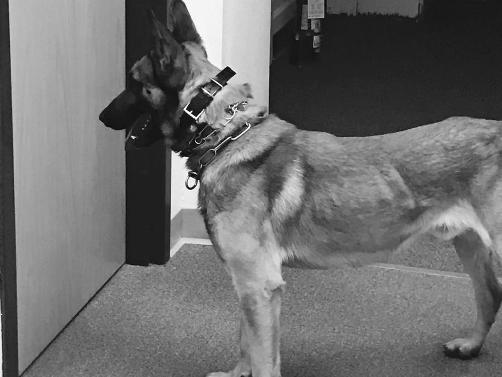 K9 dog shown in black and white